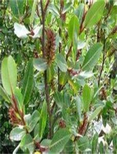 小葉硬葉柳 小葉硬葉柳