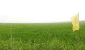 淳哲有機大米專業農場