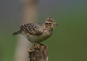 小雲雀[電視劇《天地爭霸美猴王》中的人物]