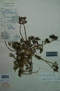 抽葶藁本 抽葶藁本