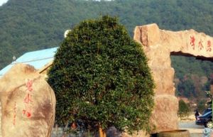 碧水灣風景旅遊度假區 碧水灣風景旅遊度假區