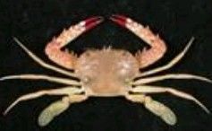 武士(蟲尋) 武士(蟲尋)