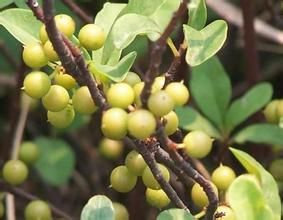 狹葉少花酸藤子 狹葉少花酸藤子