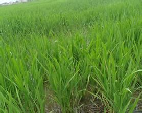 遼優1052 遼優1052