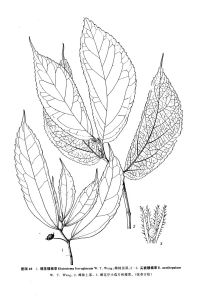 尖被樓梯草 尖被樓梯草