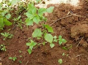 熱帶鐵莧菜 熱帶鐵莧菜