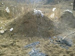 北方清明掃墓實拍