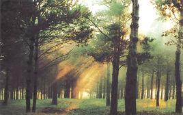 遼寧章古台沙地國家森林公園 遼寧章古台沙地國家森林公園