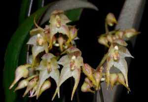 瓶壺卷瓣蘭 瓶壺卷瓣蘭