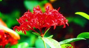 海南龍船花 海南龍船花