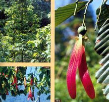 冰片-植物源生態