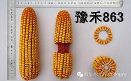 豫禾863 豫禾863