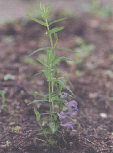 狹葉黃芩 狹葉黃芩