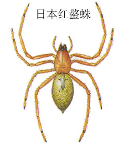 日本紅螯蛛