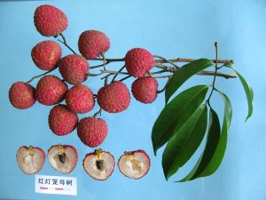 鳳山紅燈籠荔枝 鳳山紅燈籠荔枝