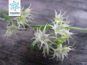 盒子草屬 盒子草屬