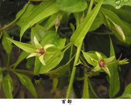 百部[百部科植物]