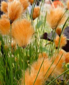 紅毛羊鬍子草 紅毛羊鬍子草