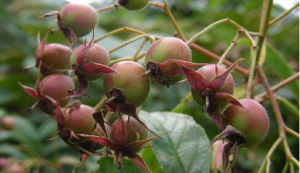 卵果薔薇 卵果薔薇