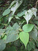 椴葉山麻桿 椴葉山麻桿