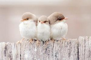 依偎[漢語詞語]