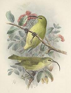 長嘴導顎雀 長嘴導顎雀