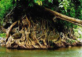 樹橋奇觀 樹橋奇觀