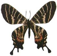 小褐斑鳳蝶 　