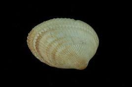 粗雙帶蛤 粗雙帶蛤