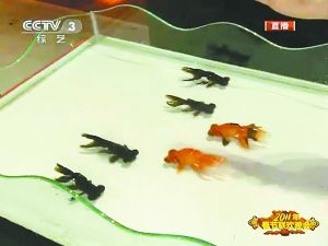 魔術《年年有魚》掀起春晚的一個高潮