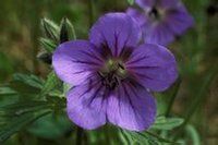 北方老鸛草 北方老鸛草