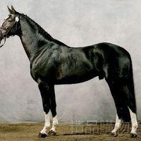 霍爾斯坦馬 霍爾斯坦馬