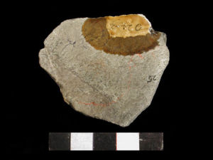 反稱筆石 反稱筆石