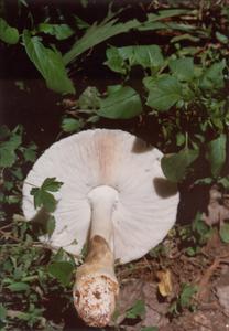 隱花青鵝膏菌 隱花青鵝膏菌