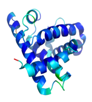 肌球蛋白重鏈結構模型