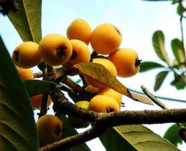 白沙枇杷 白沙枇杷