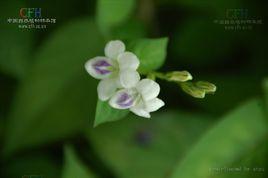 寬葉十萬錯 寬葉十萬錯