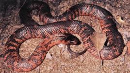 澳洲魔鬼蛇 澳洲魔鬼蛇