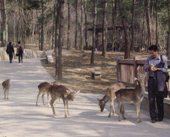 合肥野生動物園