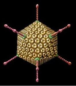 腺螵呤分子 腺螵呤分子