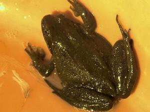 （圖）蛤什蟆湯