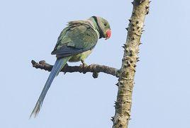 馬拉巴鸚鵡 馬拉巴鸚鵡