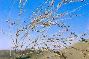 沙生檉柳 沙生檉柳