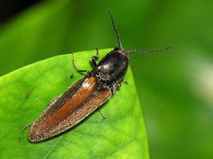 鞘翅目卷葉象科 鞘翅目卷葉象科