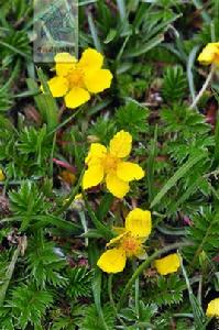 狹葉委陵菜 狹葉委陵菜