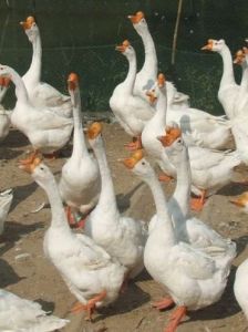 皖西白鵝 皖西白鵝