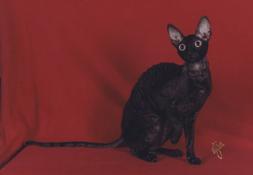 康沃爾帝王貓 康沃爾帝王貓