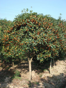 薄殼紅山茶 薄殼紅山茶