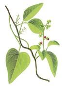 木防己屬 木防己屬