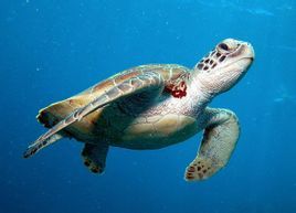 海龜